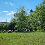 Pilikán *