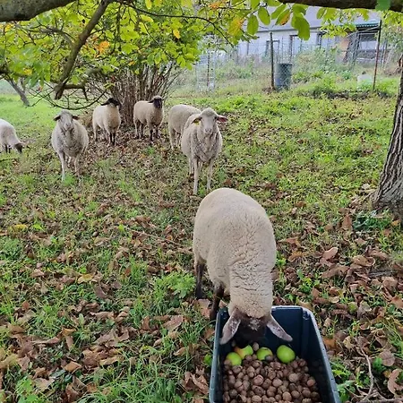 Pilikán - Park, Agroturism, Vineyard&farm Daire Cserszegtomaj