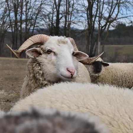 Pilikán - Park, Agroturism, Vineyard&farm Daire *