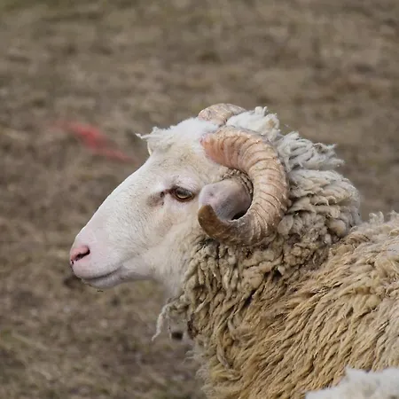 Pilikán - Park, Agroturism, Vineyard&farm *