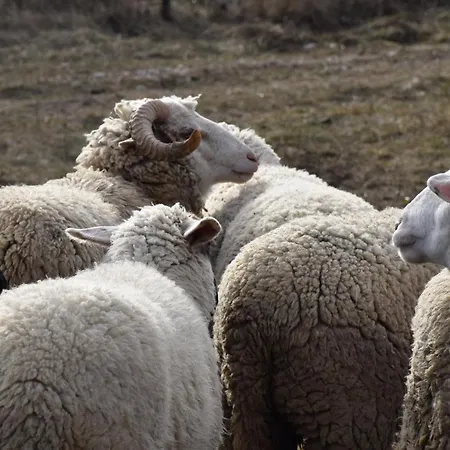 Pilikán - Park, Agroturism, Vineyard&farm Daire Cserszegtomaj